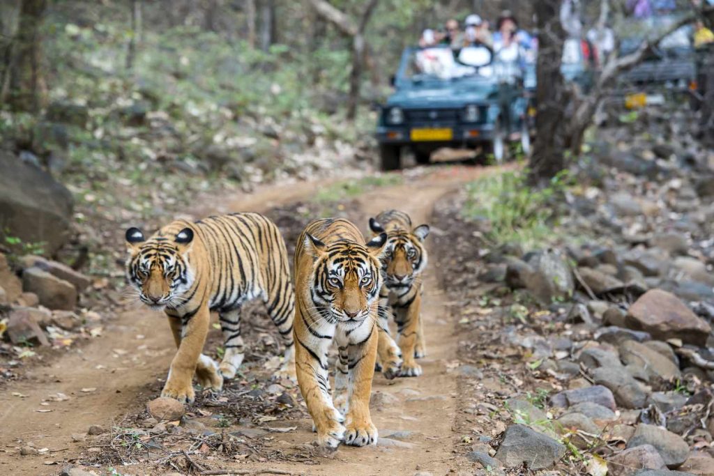 Ranthambore Tour